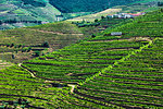 Overview of the terraced vineyards in the Douro River Valley, Norte, Portugal