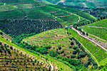 Scenic overview of the terraced vineyards in the Douro River Valley, Norte, Portugal