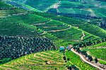 Scenic overview of the terraced vineyards in the Douro River Valley, Norte, Portugal