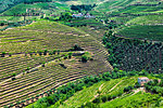Overlooking the terraced vineyards in the Douro River Valley, Norte, Portugal