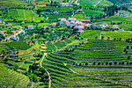 Overview of farms with the terraced vineyards in the Douro River Valley, Norte, Portugal