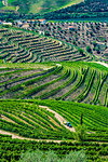 Overview of a farm and the terraced vineyards in the Douro River Valley, Norte, Portugal