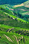 Overview of the hills of the terraced vineyards in the Douro River Valley, Norte, Portugal