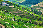 Overlooking a farm with terraced vineyards in the Douro River Valley, Norte, Portugal