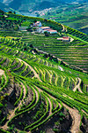 Overview of a farm with terraced vineyards in the Douro River Valley, Norte, Portugal
