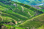 Overview of the hills with the terraced vineyards in the Douro River Valley, Norte, Portugal