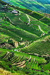 Overview of a farm on the hills with terraced vineyards in the Douro River Valley, Norte, Portugal