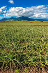 Dole Pineapple Plantation in Wahiawa on Oahu, Hawaii, USA