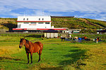 Horse in Kusasenri, Kumamoto Prefecture, Japan