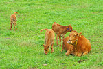 Aso Cattle