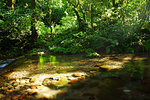 Forest of Aso, Kumamoto Prefecture, Japan