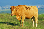 Aso Cattle