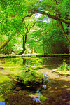 Source of Yamabuki, Kumamoto Prefecture, Japan