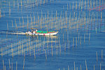 Sow Seeding of Seaweed Farming