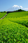 Shizuoka Prefecture, Japan