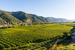 Vineyards in Weissenkirchen on the Danube, Wachau, UNESCO World Heritage Site, Austria, Europe