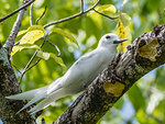 Adult white tern (Gygis alba), at the Belvedere on Makatea, French Polynesia, South Pacific, Pacific