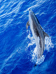 Adult bottlenose dolphin (Tursiops truncatus) with remoras attached in Roroia, Tuamotus, French Polynesia, South Pacific, Pacific