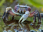 Land crab in brackish pond on Takune Atoll, Tuamotus, French Polynesia, South Pacific, Pacific