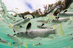 Schooling mullets off a tiny motu in the inner lagoon of Bora Bora, Society Islands, French Polynesia, South Pacific, Pacific