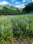 Pineapple plantation in Opunohu Valley, Moorea, Society Islands, French Polynesia, South Pacific, Pacific