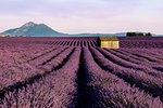 A small hut sits in a wonderful and in bloom lavender field in Valensole, Alpes-de-Haute Provence, France, Europe