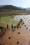 Women planting rice in the paddy in the undulating rural countryside near Desia Koraput, Odisha, India, Asia