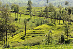 Tea plantations covering the undulating hills in Munnar, Kerala, India, Asia