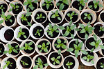 Bell peppers in greenhouse on organic hydroponic vegetable farm, Dalat, Vietnam, Indochina, Southeast Asia, Asia