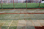 Vegetable farm, greenhouse, Dalat, Vietnam, Indochina, Southeast Asia, Asia