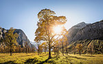Sunlight through ancient maple trees, Karwendel region, Hinterriss, Tirol, Austria