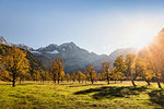 Landscape of ancient maple trees, Karwendel region, Hinterriss, Tirol, Austria