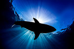 Great white shark, Guadalupe, Mexico