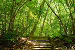 Forest of River Stream