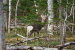 Yezo Deer