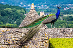 A peacock in Les Jardins Suspendus in Chateau de Marqueyssac,  Vezac, Dordogne, Nouvelle-Aquitaine, France.