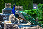 A peacock in Les Jardins Suspendus in Chateau de Marqueyssac,  Vezac, Dordogne, Nouvelle-Aquitaine, France.