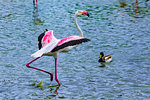 Pink flamingo at Ornithological Park of Pont-de-Gau (Parc Ornithologique de Pont de Gau), Provence-Alpes-Cote d'Azur, Provence, France.