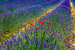 Lavendar fields near Rustrel, Luberon Valley, Provence-Alpes-Cote d'Azur, Provence, France.