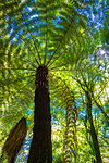 Tree ferns at Pelorus Bridge Scenic Reserve , Marlborough Region, South Island, New Zealand.