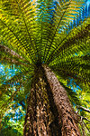 Tree ferns at Pelorus Bridge Scenic Reserve , Marlborough Region, South Island, New Zealand.