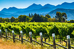 Vineyard growing sauvignon blanc grapes in the Marlborough Region, South Island, New Zealand.