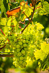 Vineyard growing sauvignon blanc grapes in the Marlborough Region, South Island, New Zealand.