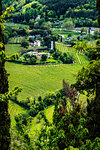 Vineyard in Tuscany, Italy.