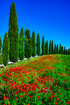 Poppies and a row of cypress trees in Tuscany, Italy.