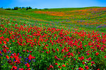 Poppies, Tuscany, Italy.