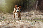 Running puppy of the Staffordshire Terrier. The dog runs into the frame