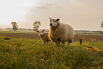 mother and child Sheep in the meadow on a beautiful summer day in the netherlands sunny