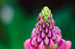 Fragrant flowers of lupine in the fresh air in the summer