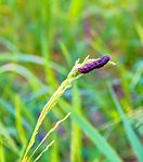 Caterpillar on a stalk. Rich green background